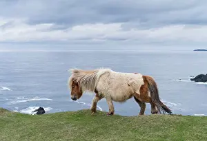 Ferus: Shetland Pony on pasture near high cliffs