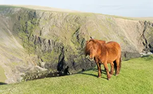 Ferus: Shetland Pony on pasture near high cliffs