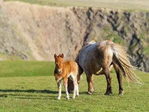 Ferus: Shetland Pony on pasture near high cliffs