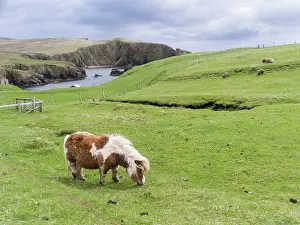 Ferus: Shetland Pony on pasture near high cliffs