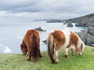 Ferus: Shetland Pony on pasture near high cliffs