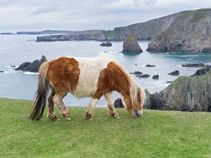 Ferus: Shetland Pony on pasture near high cliffs