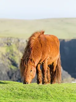 Ferus: Shetland Pony on pasture near high cliffs