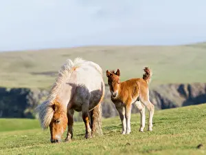 Ferus: Shetland Pony on pasture near high cliffs
