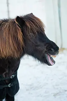 Laughing: Shetland Pony, portrait of stallion yawning, Hessen