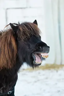 Laughing: Shetland Pony, portrait of stallion yawning, Hessen