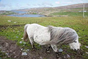 Sturdy: Shetland Pony, Shetland islands, Scotland
