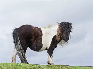 Sturdy: Shetland Pony, Shetland islands, Scotland