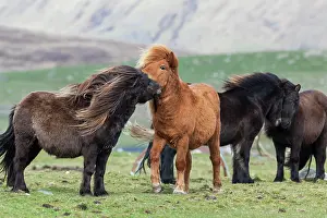 Sturdy: Shetland Pony, Shetland islands, Scotland