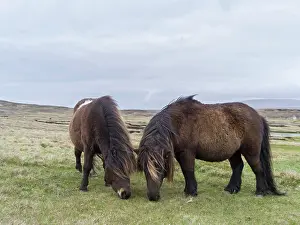 Sturdy: Shetland Pony, Shetland islands, Scotland