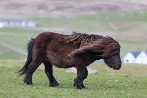 Sturdy: Shetland Pony, Shetland islands, Scotland