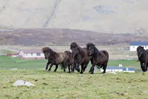Sturdy: Shetland Pony, Shetland islands, Scotland