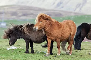 Sturdy: Shetland Pony, Shetland islands, Scotland
