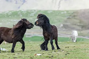 Sturdy: Shetland Pony, Shetland islands, Scotland