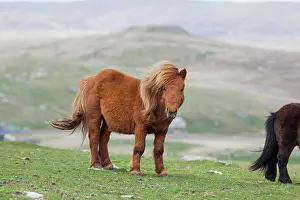 Sturdy: Shetland Pony, Shetland islands, Scotland