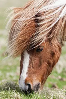 Sturdy: Shetland Pony, Shetland islands, Scotland
