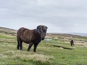Sturdy: Shetland Pony, Shetland islands, Scotland