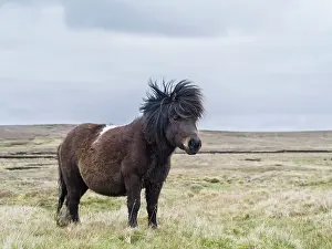 Sturdy: Shetland Pony, Shetland islands, Scotland