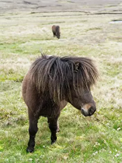 Sturdy: Shetland Pony, Shetland islands, Scotland