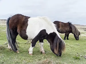 Sturdy: Shetland Pony, Shetland islands, Scotland