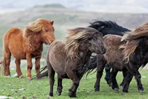 Ferus: Shetland Pony, Shetland islands, Scotland