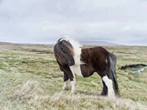 Ferus: Shetland Pony, Shetland islands, Scotland