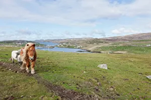 Ferus: Shetland Pony, Shetland islands, Scotland
