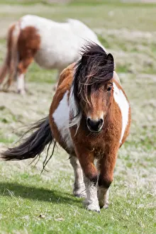 Ferus: Shetland Pony, Shetland islands, Scotland