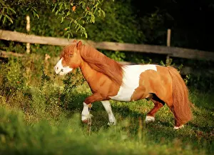 Trotting: Shetland Pony, skewbald horse, trotting across a