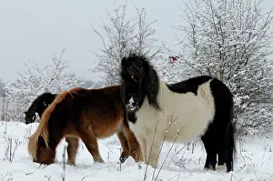 Minature: Shetland Pony - in the snow