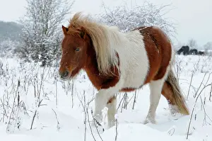 Minature: Shetland Pony in the snow