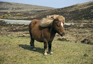 Winds: Shetland Pony on South Uist Island Scotland