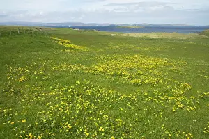 Marigolds: Shetland Scene with Marsh Marigold in foreground