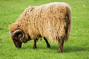 Viking: Shetland sheep grazing at Rare Breed Trust Cotswold