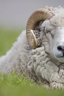 Wools: Shetland sheep lying in the grass Unst Island Shetland
