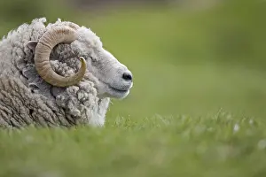 Hermaness: Shetland sheep lying in the grass Unst Island Shetland