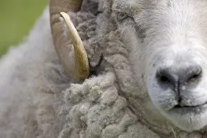 Wools: Shetland sheep lying in the grass Unst Island Shetland