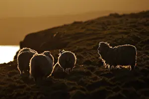 Heaths: Shetland sheep on the moor at dusk Shetland UK