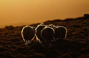 Heaths: Shetland sheep on the moor at dusk Shetland UK