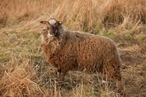 Naturalists: Shetland sheep, part of Norfolk Naturalists Trust