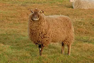 Naturalists: Shetland sheep, part of Norfolk Naturalists Trust