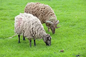 Rams: Shetland sheep ram and ewe