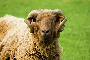 Viking: Shetland sheep at Rare Breed Trust Cotswold Farm