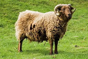 Cotswold: Shetland sheep at Rare Breed Trust Cotswold Farm Park