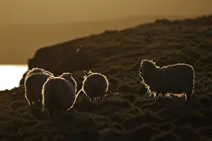 Heaths: Shetland sheep on the Shetland Islands