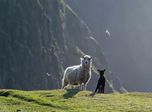 Bluff: Shetland Sheep, a traditional, hardy breed