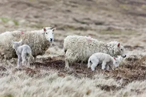 Lambkin: Shetland Sheep, a traditional, hardy breed