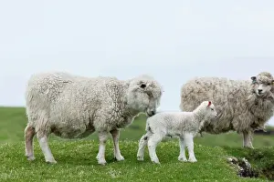 Hermaness: Shetland Sheep, a traditional, hardy breed