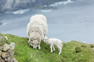 Bluff: Shetland Sheep, a traditional, hardy breed