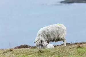 Lambkin: Shetland Sheep, a traditional, hardy breed